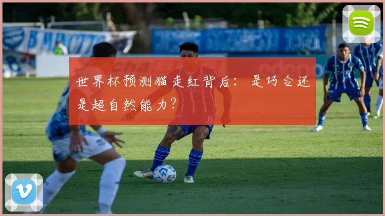 世界杯预测猫走红背后：是巧合还是超自然能力？